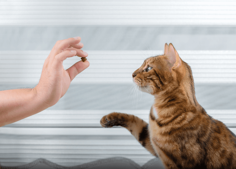 Training with Treats