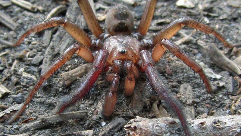 Trapdoor Spider in Connecticut