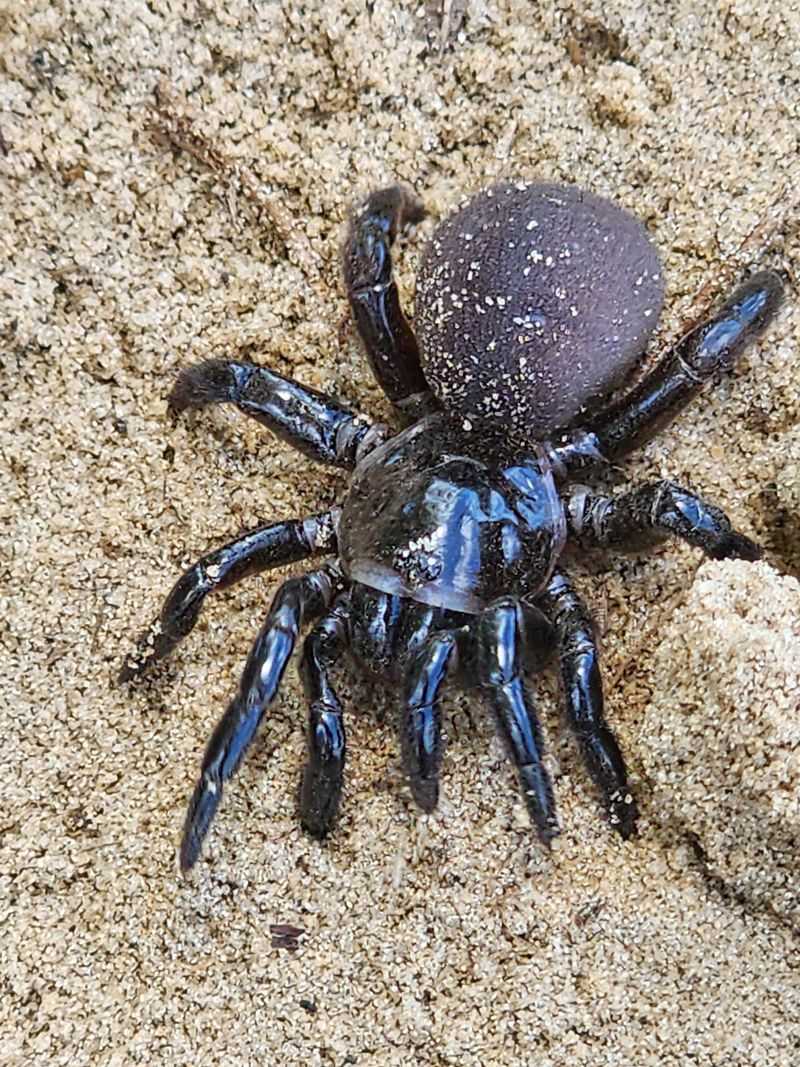 Trapdoor Spider