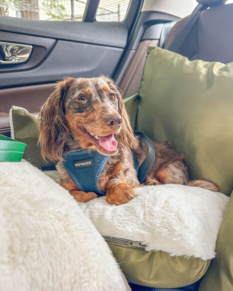 Traveling with Your Dachshund