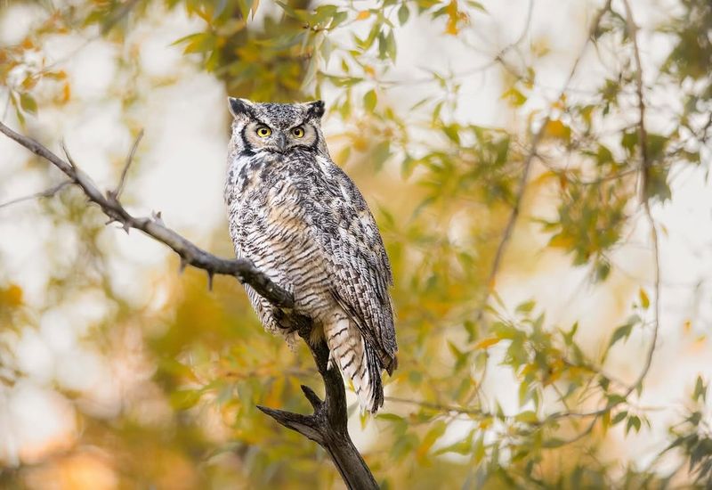 Great Horned Owl