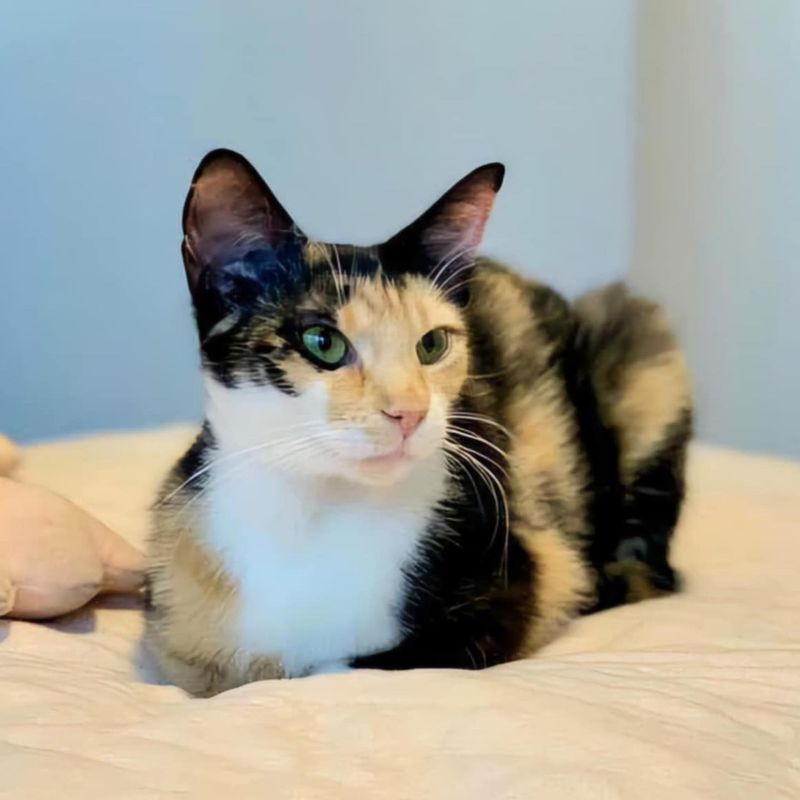 Tricolor (Torbie)