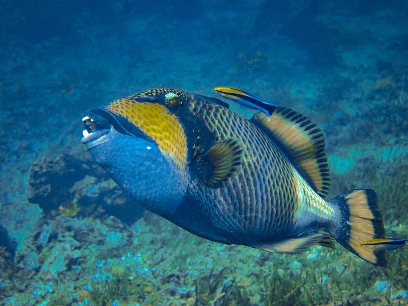 Triggerfish