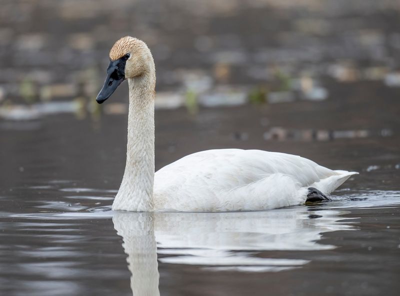 Trumpeter Swan