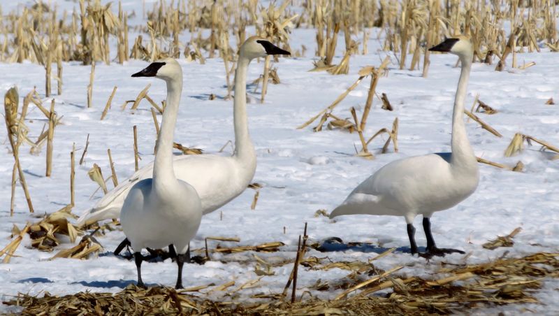 Trumpeter Swan in Minnesota