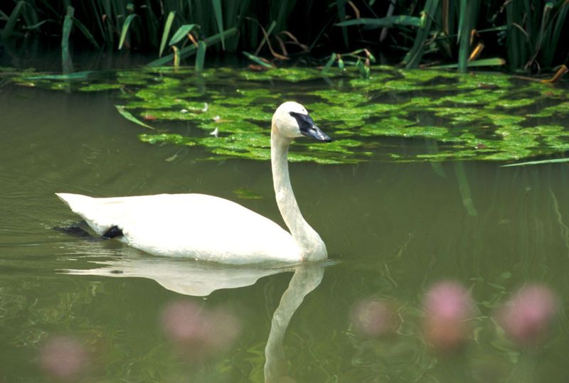 Trumpeter Swan