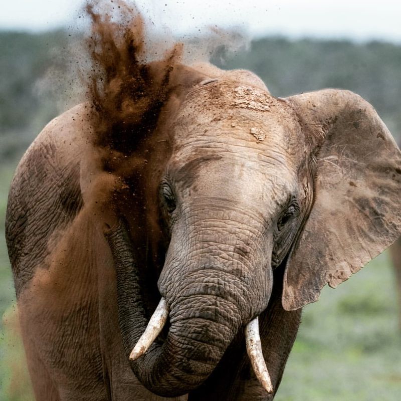 Trunk And Dust Bathing