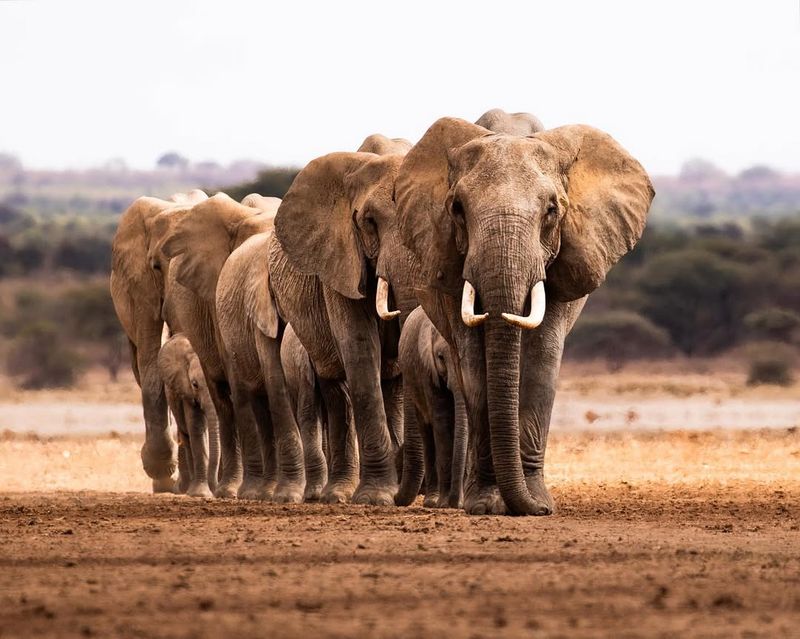 Cultural Significance Of The Trunk