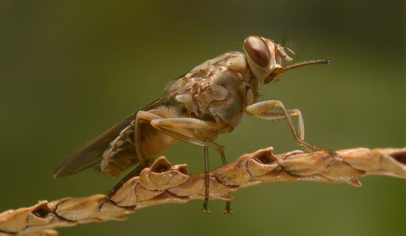 Tsetse Fly