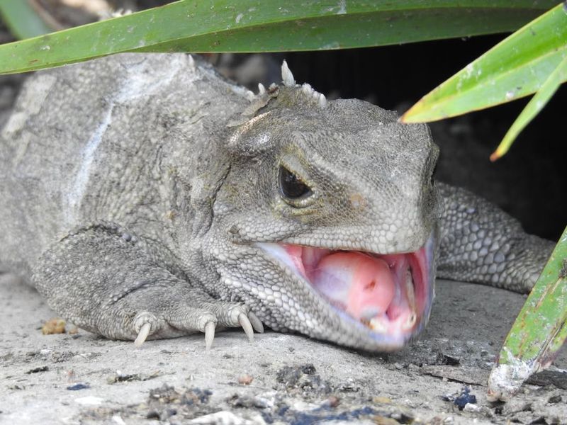 Tuatara