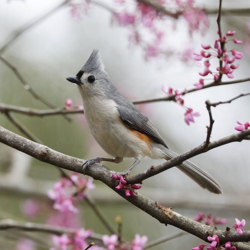 Tufted Titmouse