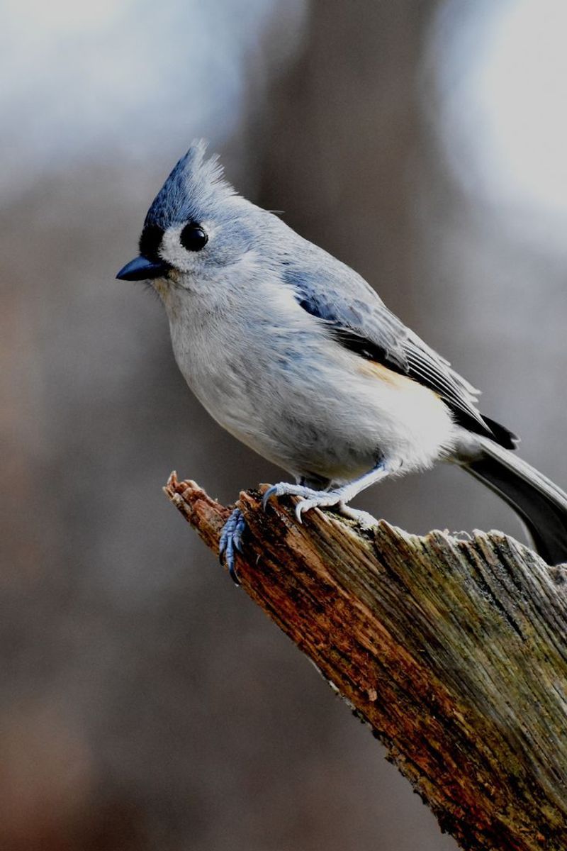 Tufted Titmouse