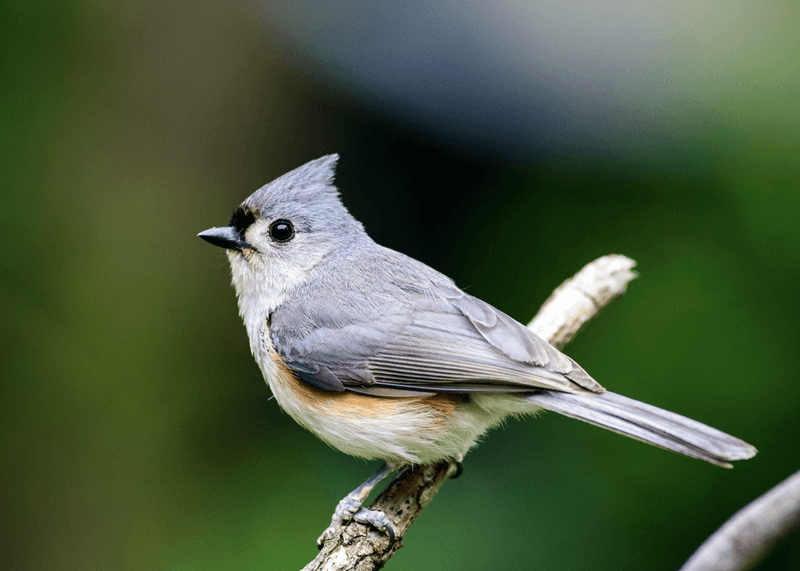 Tufted Titmouse