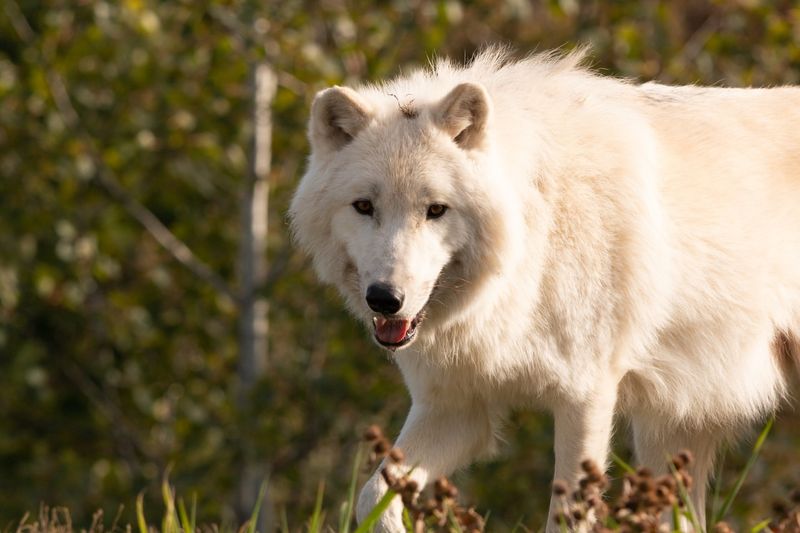 Tundra Wolf