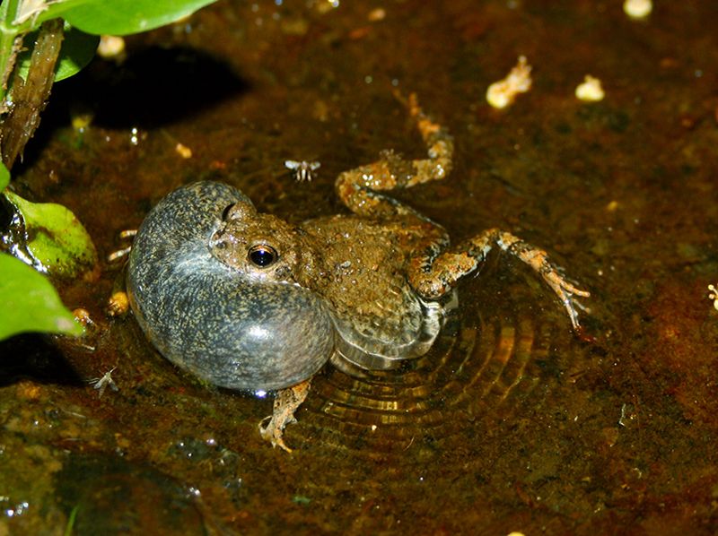 Tungara Frog Mating Calls