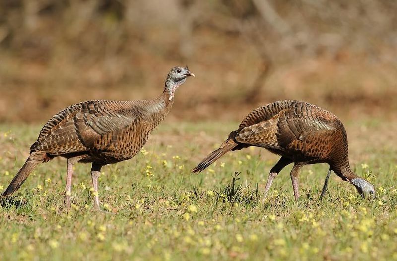 Turkey Hens