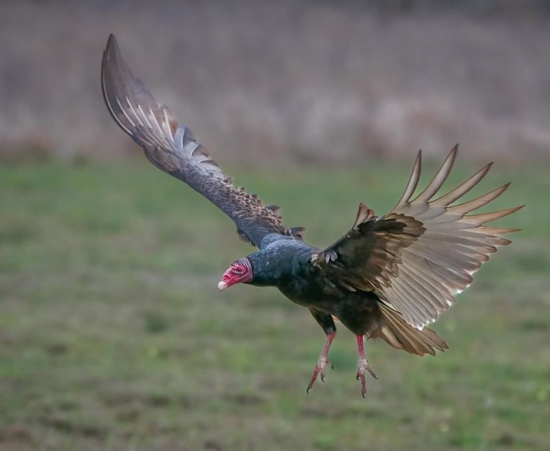 Turkey Vulture