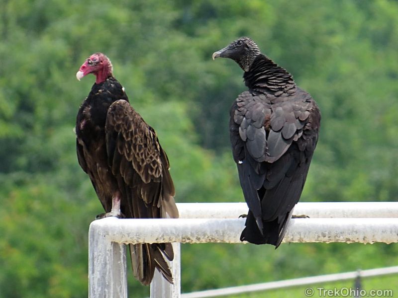 Turkey Vulture in Ohio