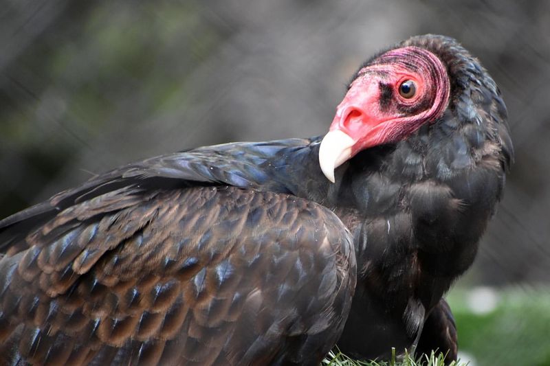 Turkey Vulture