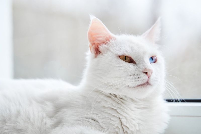 Turkish Angora