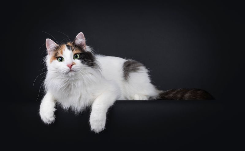 Turkish Van