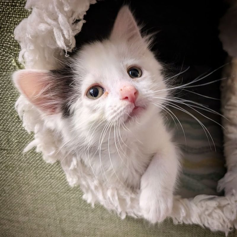 Turkish Van Kitten