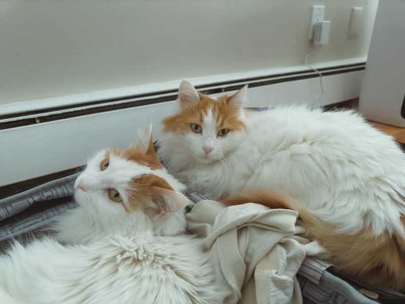 Turkish Van