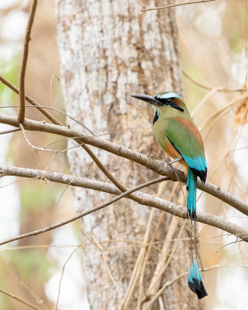 Turquoise-browed Motmot