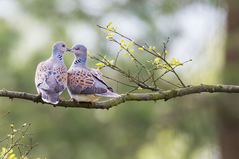 Turtledoves