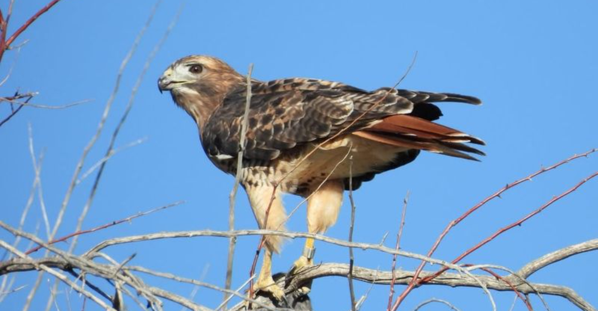 Types Of Hawks In Georgia (Complete List With Pictures)