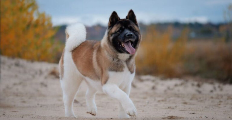 12 Interesting Facts About The American Akita Dog Breed
