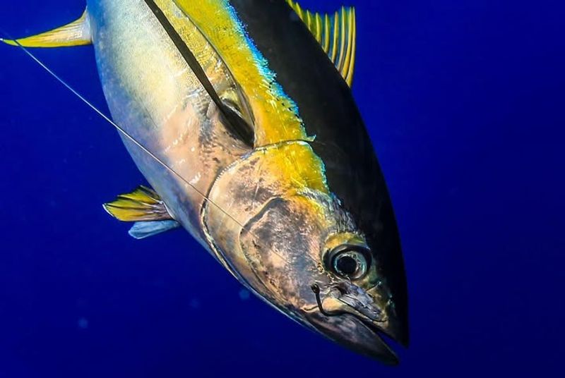 Yellowfin Tuna's Impressive Speed