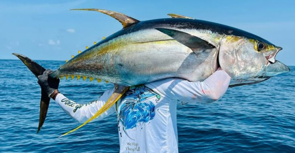 Unbelievable Record-Setting Yellowfin Tuna Caught In California Waters