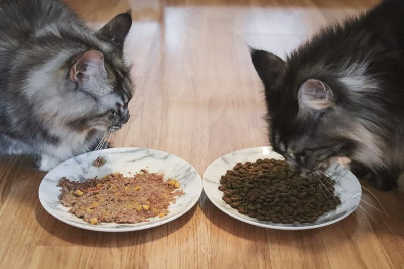 Consider Wet Vs. Dry Food