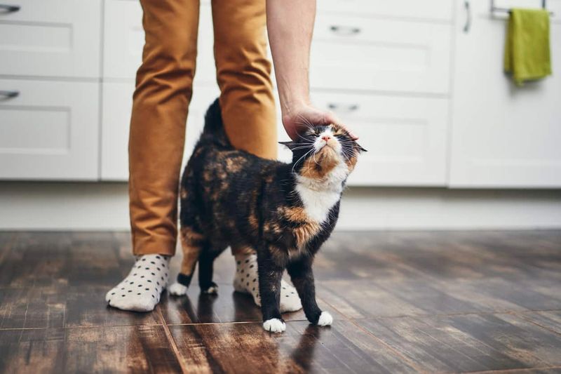 Understand Your Cat's Body Language