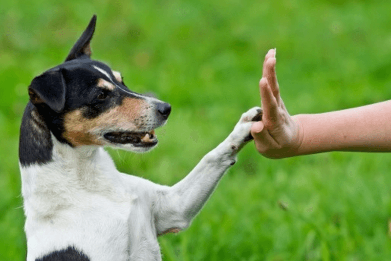 Understanding Body Language