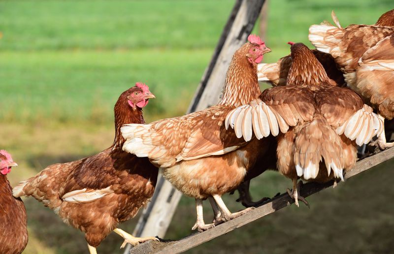 Understanding Chicken Behavior