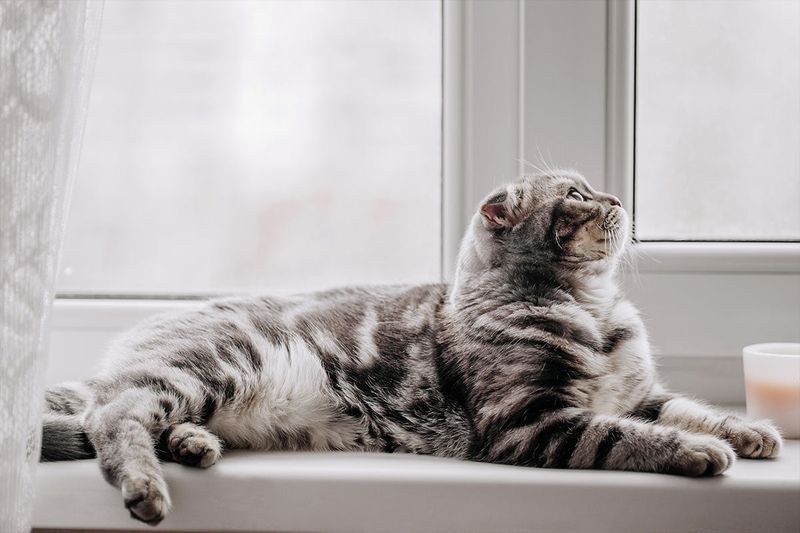 Understanding Indoor Cat Behavior