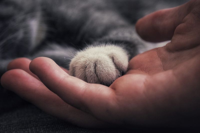 Understanding Paw Communication