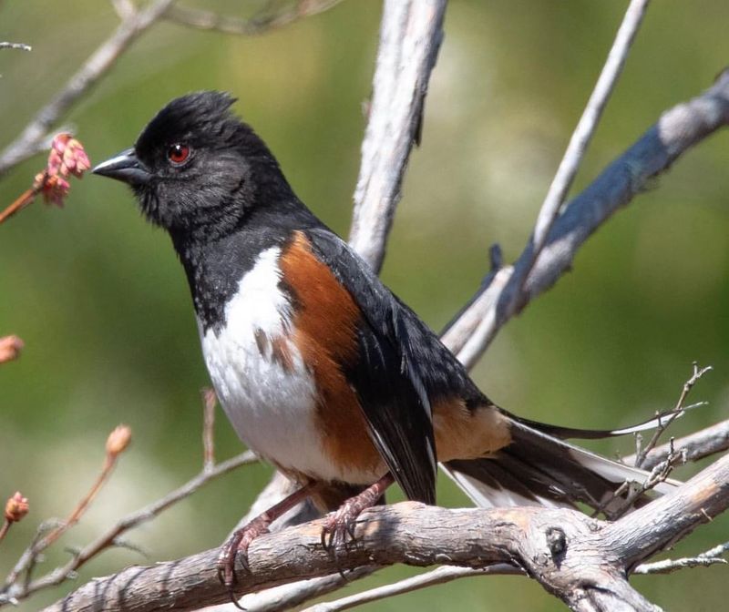 Understanding The Differences Between Male, Female, And Juvenile Towhees