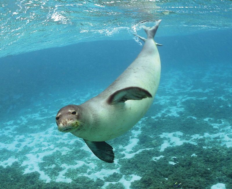 Unique Seal Habitats