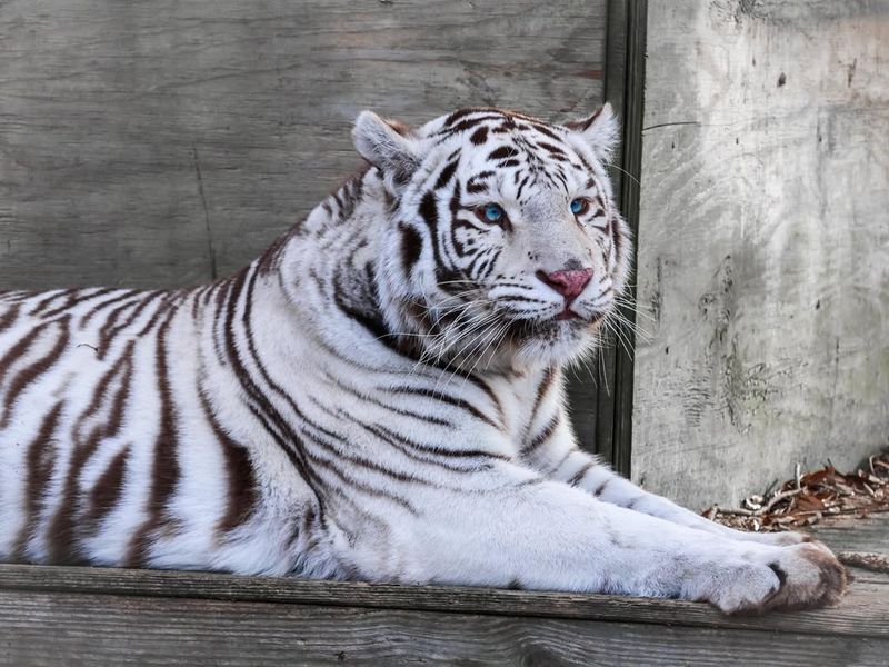 Unique Stripes Pattern