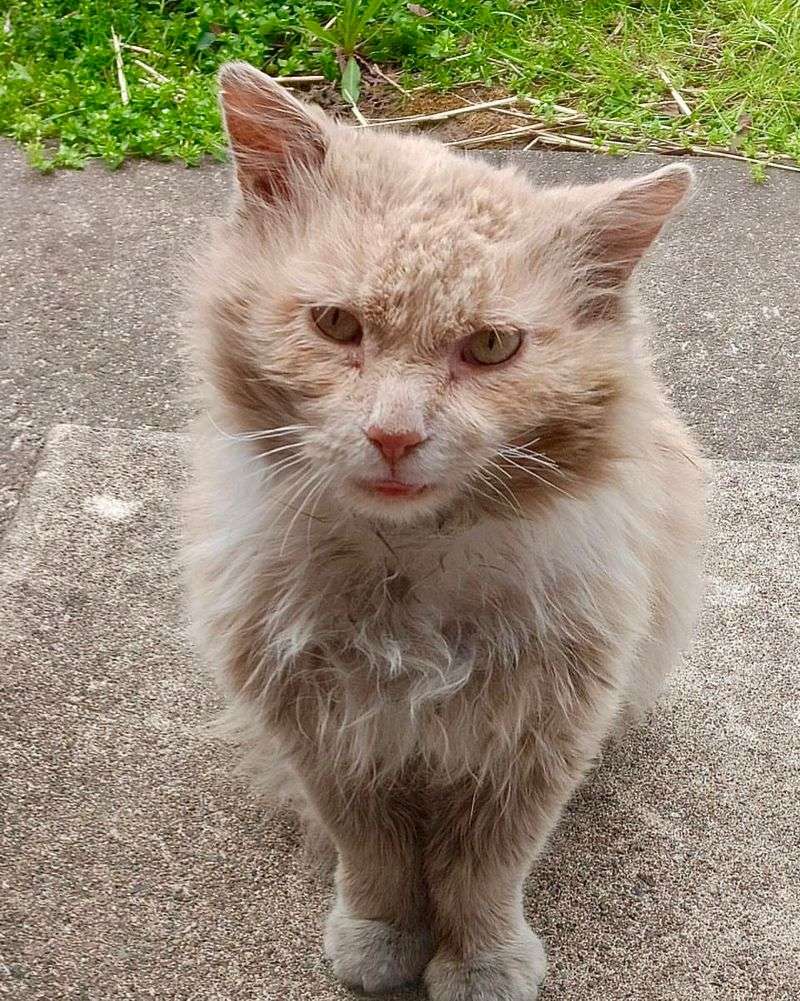 Unkempt or Matted Fur