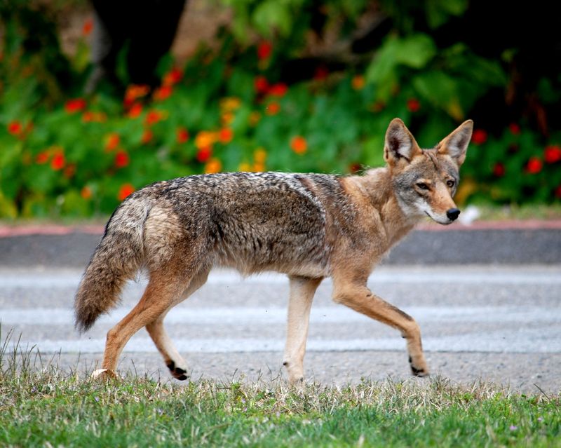 Urban Coyotes