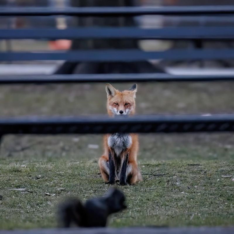 Urban Foxes