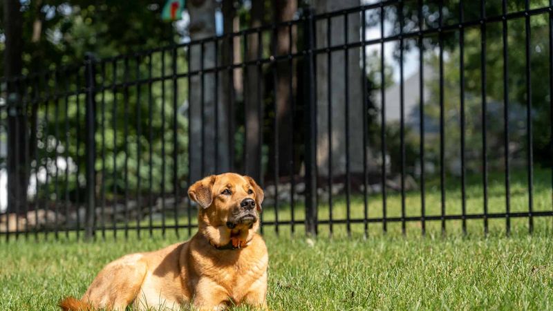 Install Secure Fencing