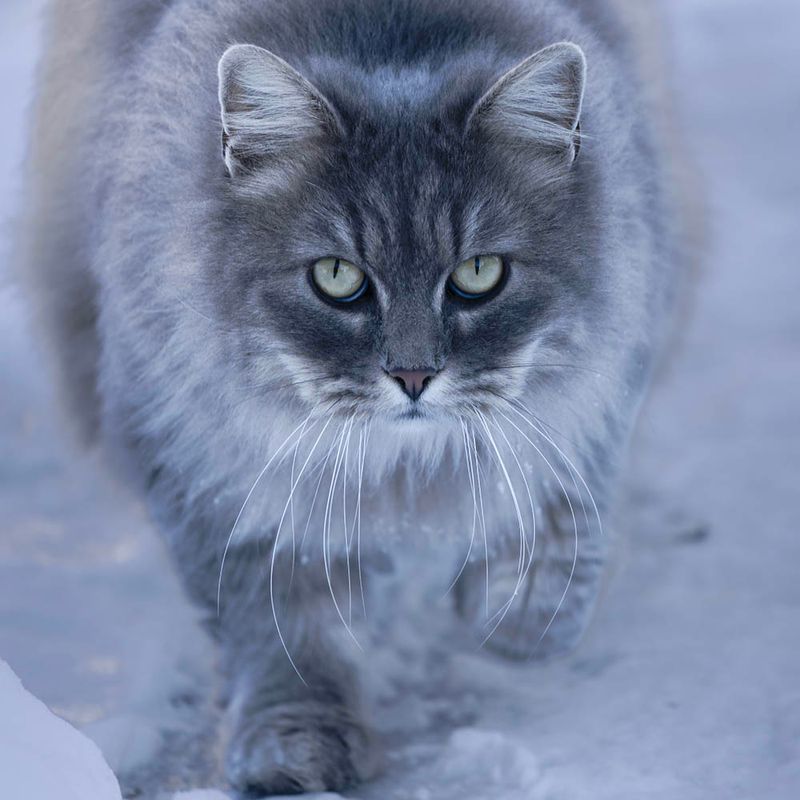 Using Snow as Camouflage