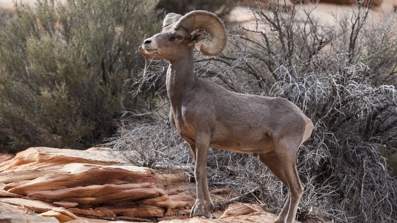 Utah's Bighorn Sheep