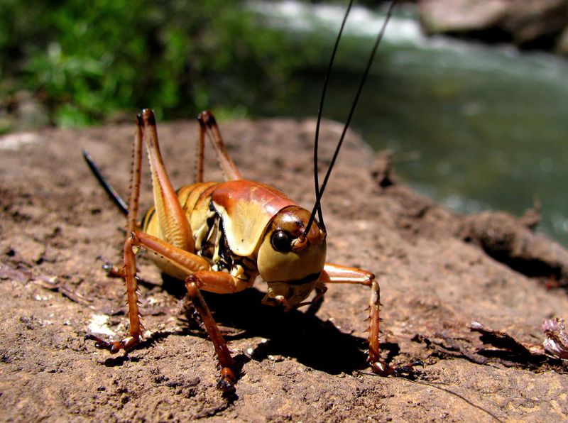 Utah's Giant Mormon Cricket