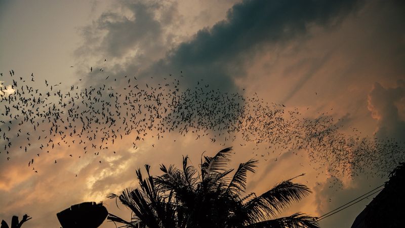 Utah's Red Rock Bats